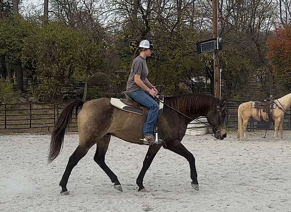 flashy-draft-horse