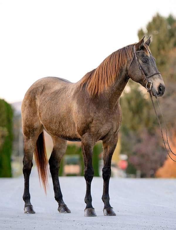 athletic-draft-horse