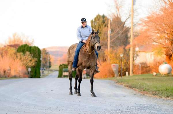 hunter-jumper-draft-horse