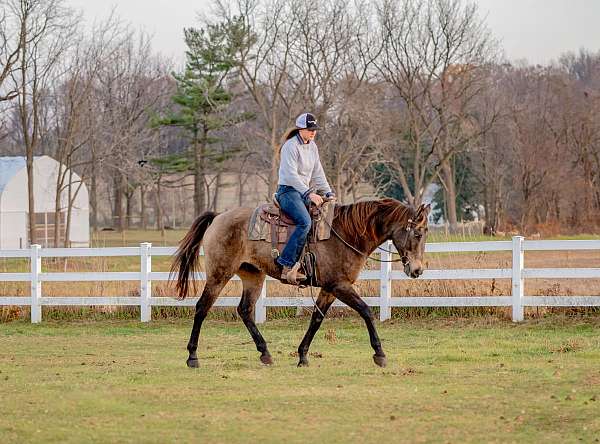 calf-roping-draft-horse