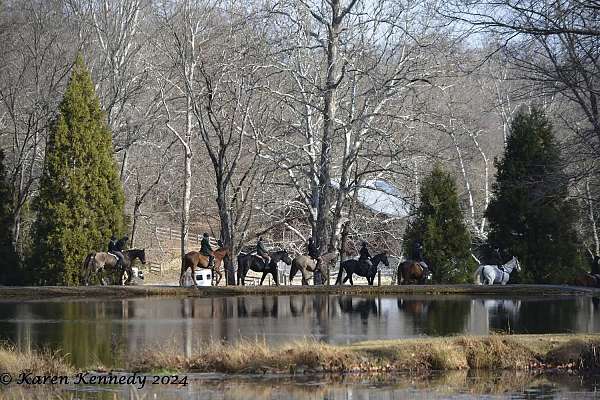 performance-draft-horse