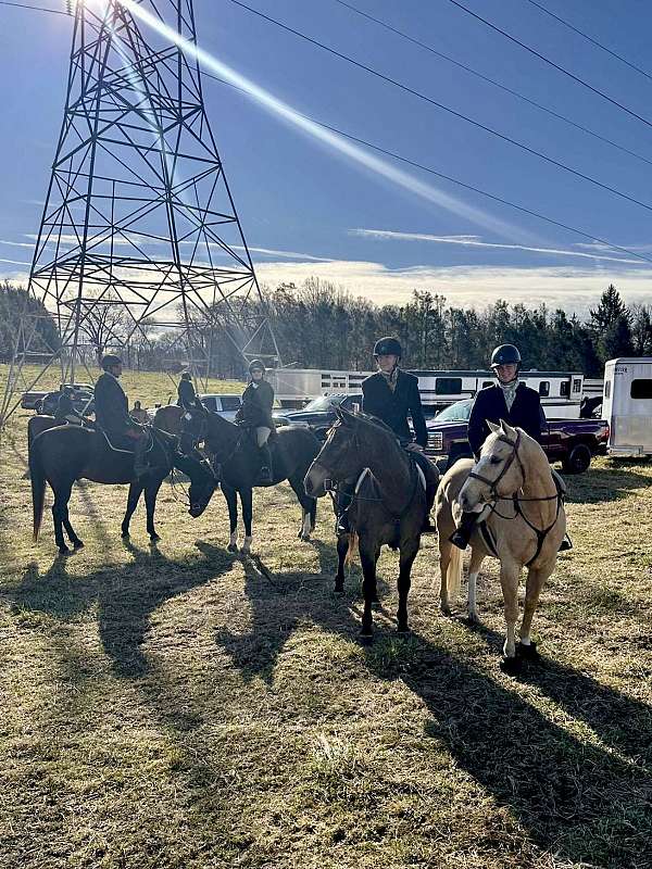 ranch-versatility-draft-horse