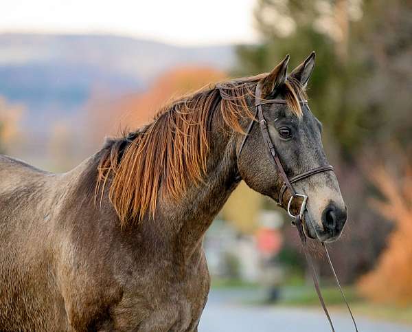 ranch-work-draft-horse