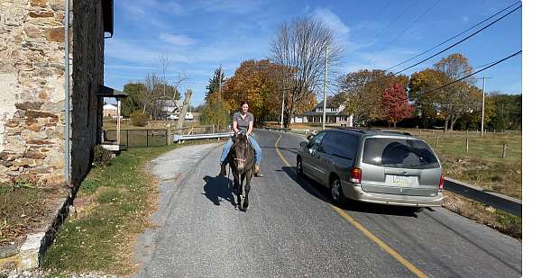 ridden-english-draft-horse