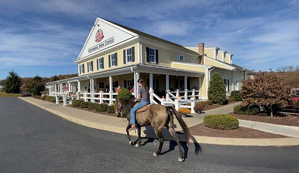 ridden-western-draft-horse