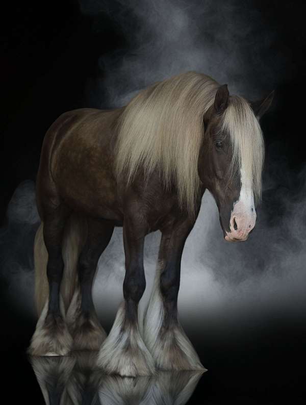 beginner-gypsy-vanner-horse