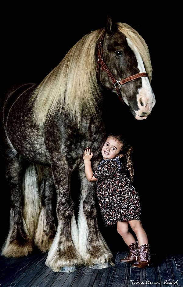 athletic-gypsy-vanner-horse