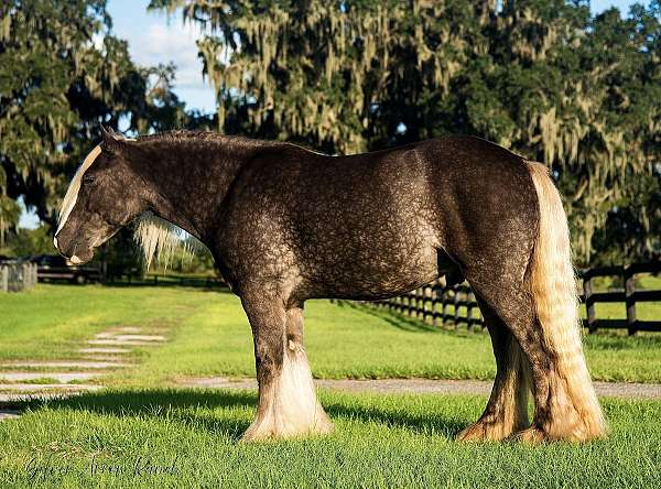 flashy-gypsy-vanner-horse