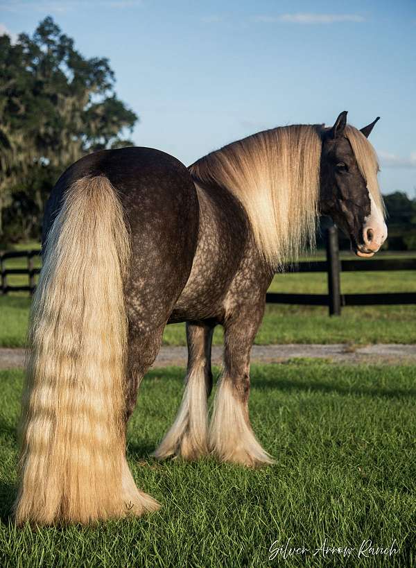 kid-safe-gypsy-vanner-horse