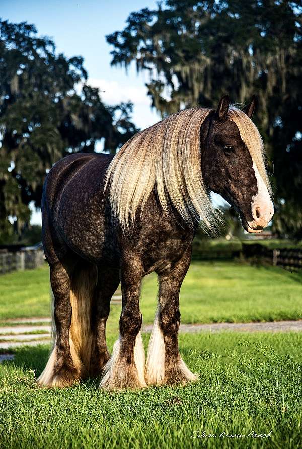 jumping-gypsy-vanner-horse