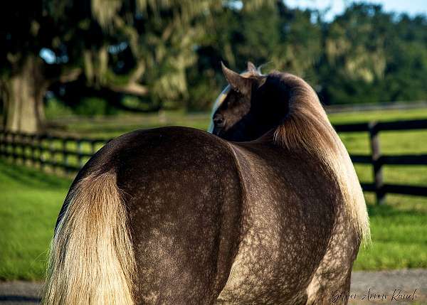 parade-gypsy-vanner-horse