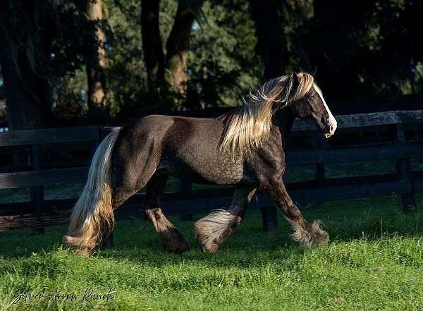 performance-gypsy-vanner-horse