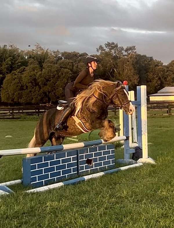 ridden-english-gypsy-vanner-horse