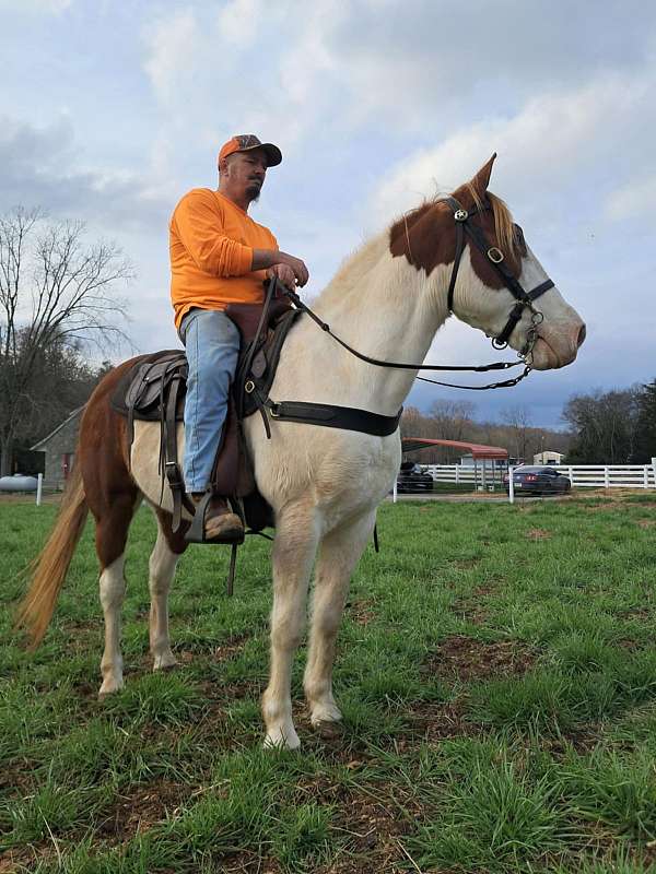 mcnatt-farm-spotted-saddle-horse