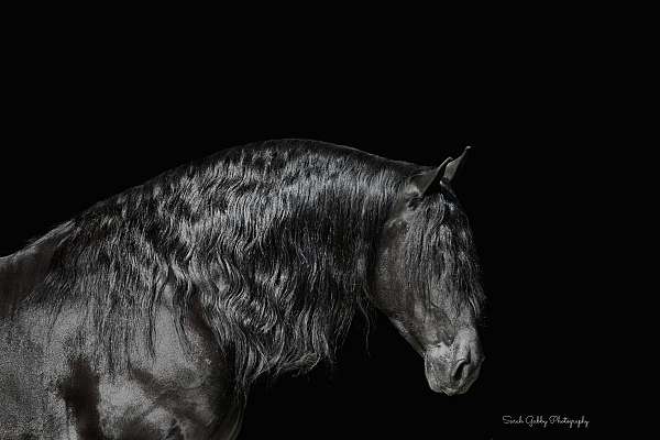 athletic-friesian-horse