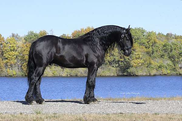 husband-safe-friesian-horse