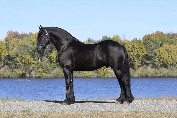 flashy-friesian-horse