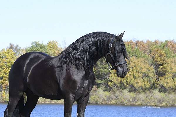 jumping-friesian-horse