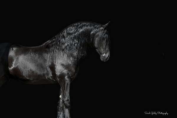 performance-friesian-horse