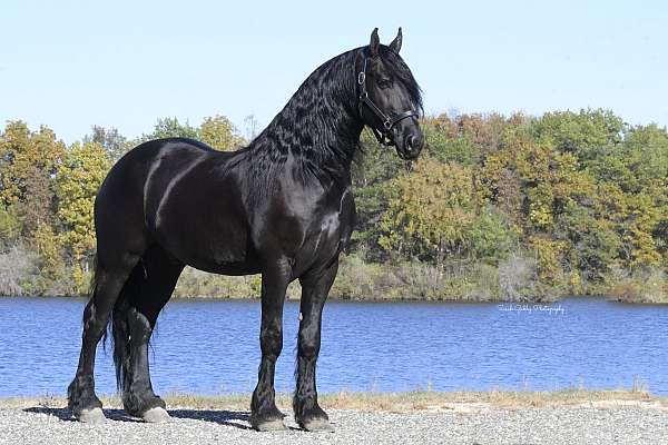 parade-friesian-horse