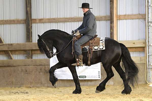 ridden-western-friesian-horse