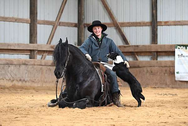 show-friesian-horse