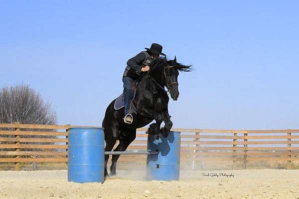 sporthorse-friesian-horse