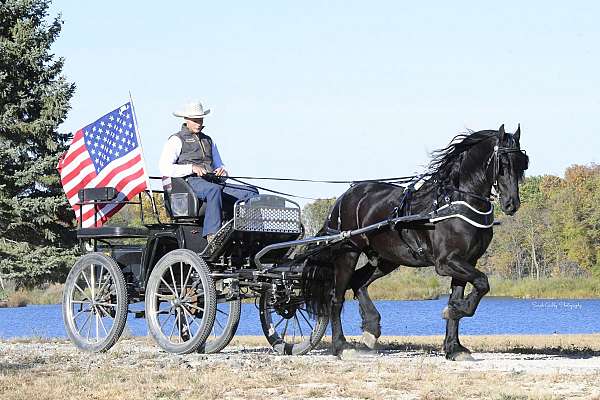 sport-friesian-horse