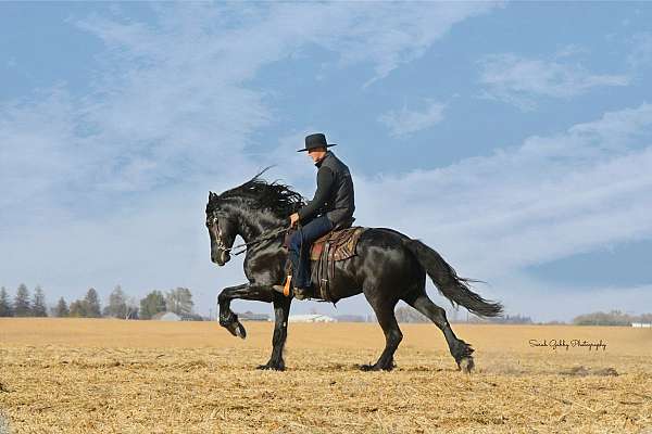 trail-riding-friesian-horse