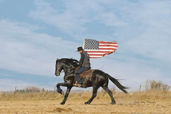 black-friesian-gelding