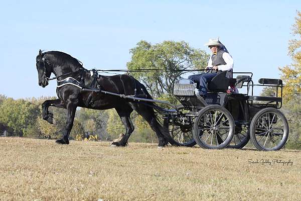 ridden-english-friesian-horse