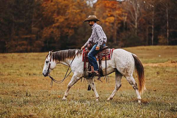 ranch-versatility-quarter-pony