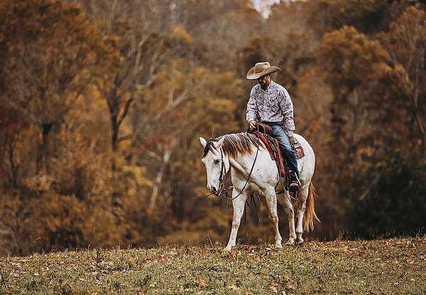 ridden-english-quarter-pony