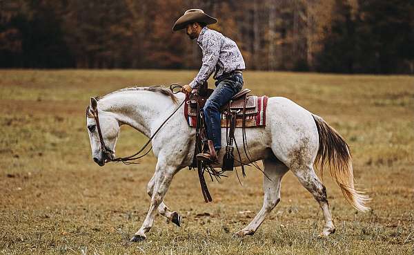 ridden-western-quarter-pony