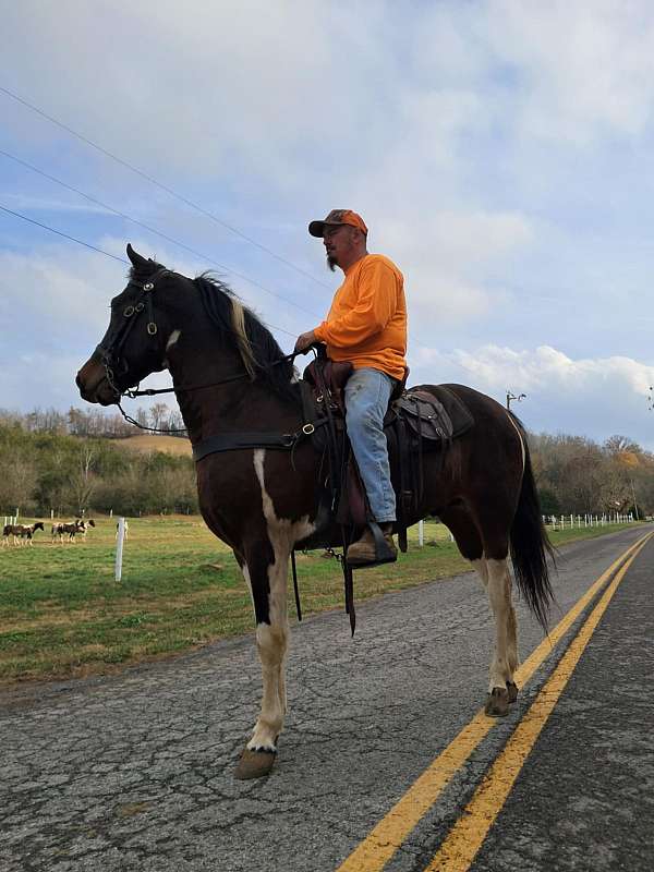 husband-hore-spotted-saddle-horse