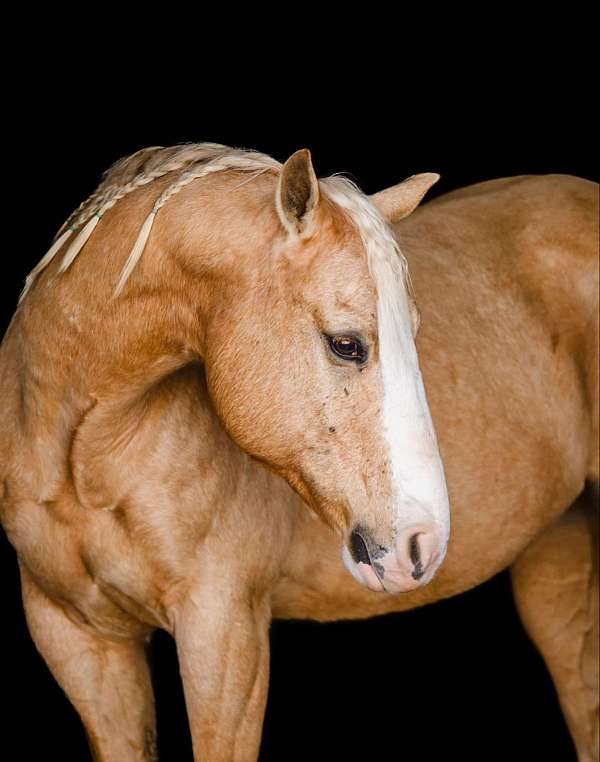 dressage-quarter-horse