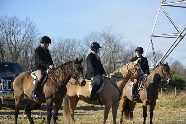 lesson-quarter-horse