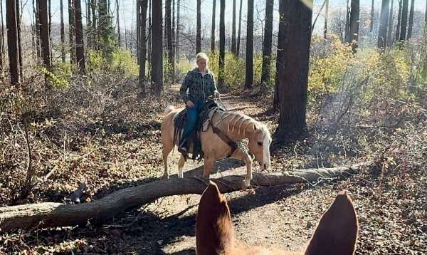 ranch-work-quarter-horse