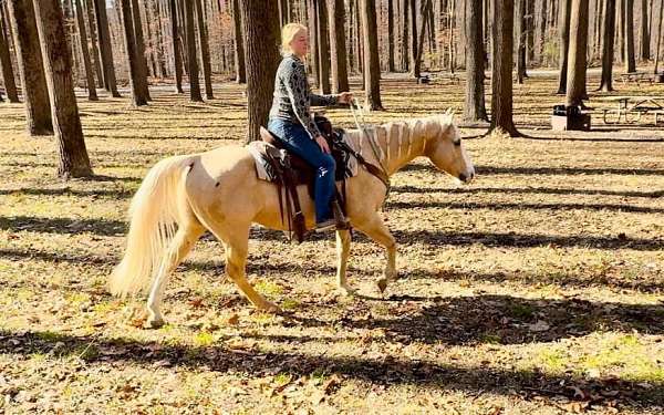 reining-quarter-horse