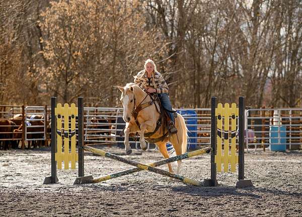 ridden-western-quarter-horse