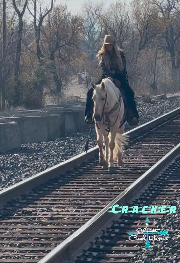 cracker-gelding