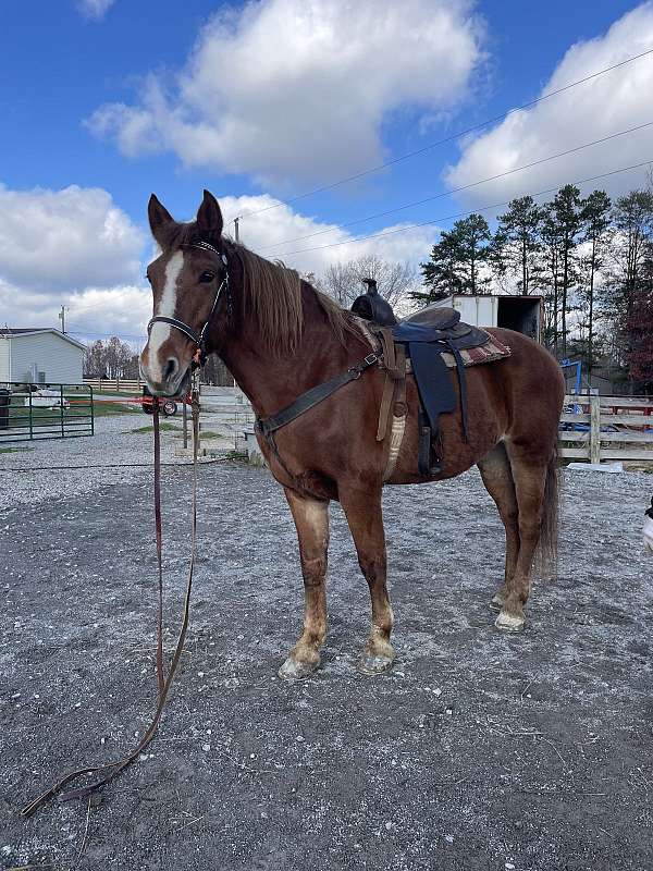 beginner-friendly-draft-horse