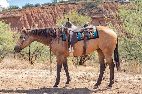 smokey-buckskin-quarter-pony