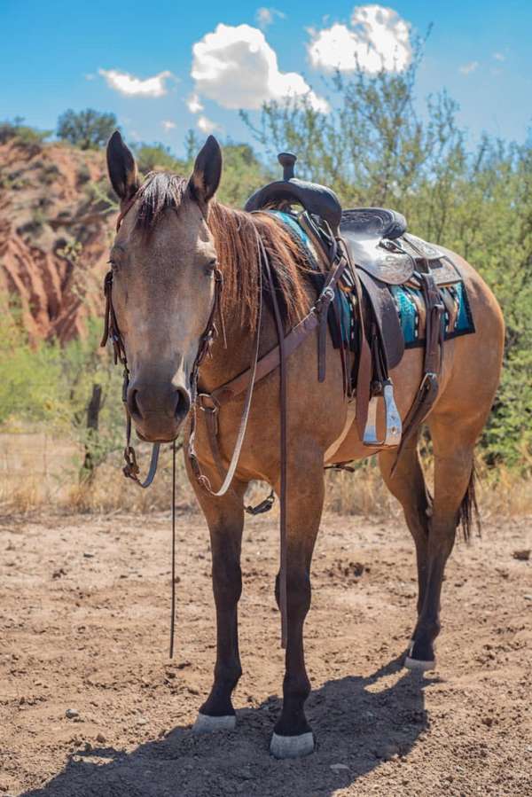 smokey-buckskin-pony