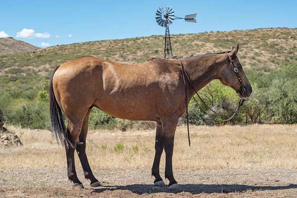 buckskin-ridden-wester-pony