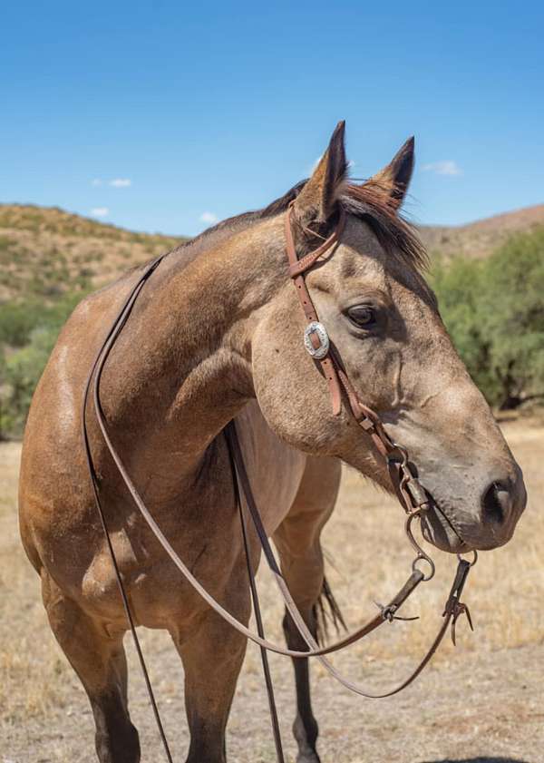 ridden-wester-pony