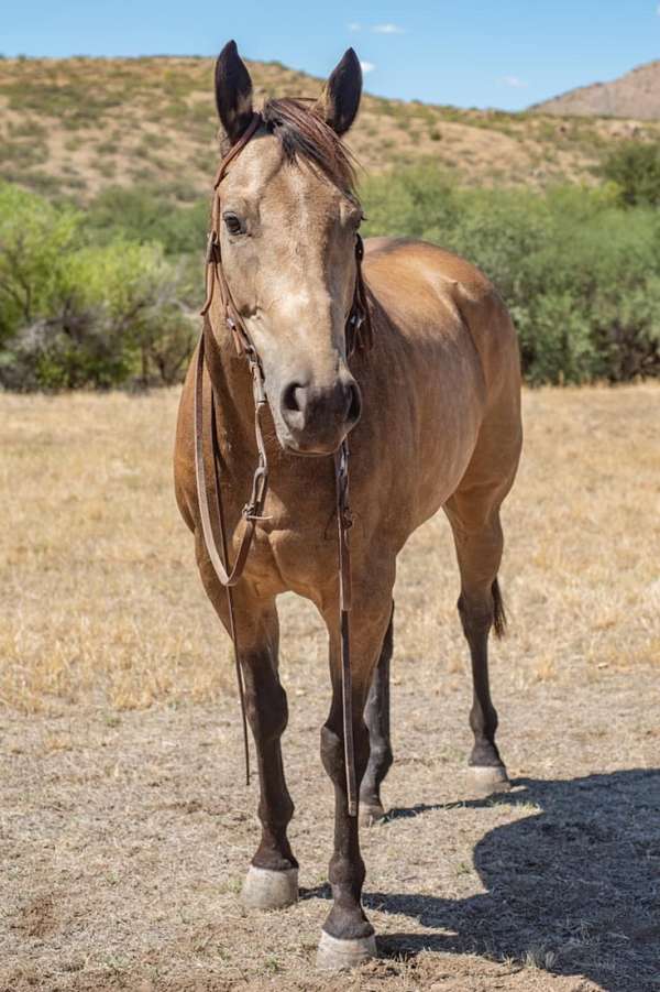 buckskin-quarter-pony