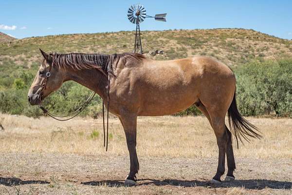 gelding-quarter-pony