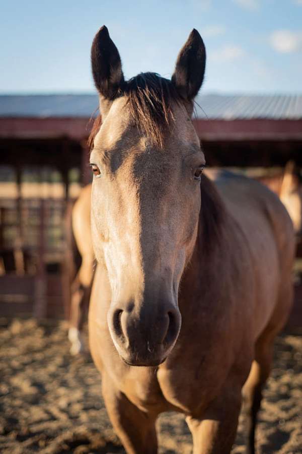 all-around-quarter-pony