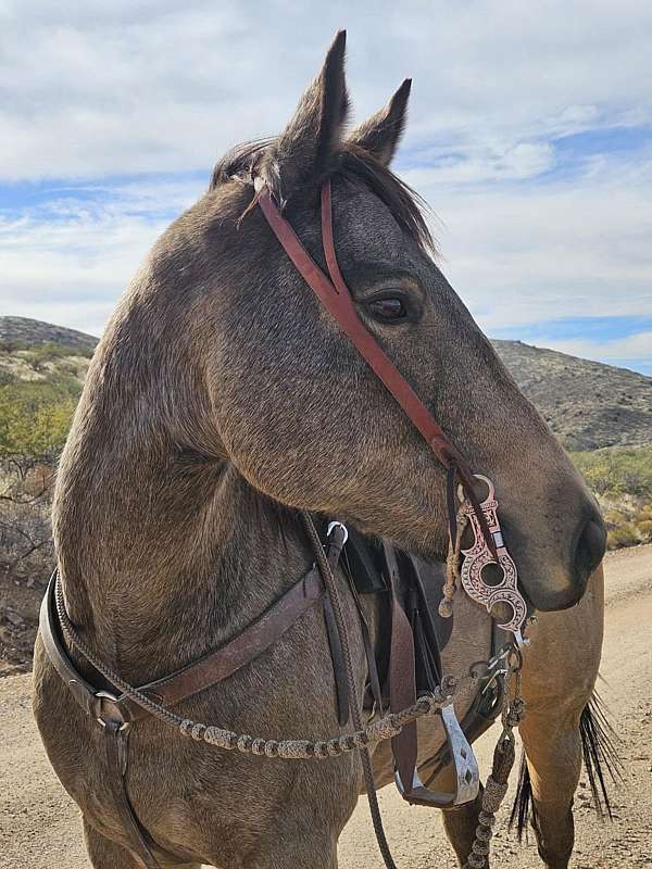 athletic-quarter-pony